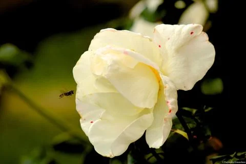 White Rose Stock Photos