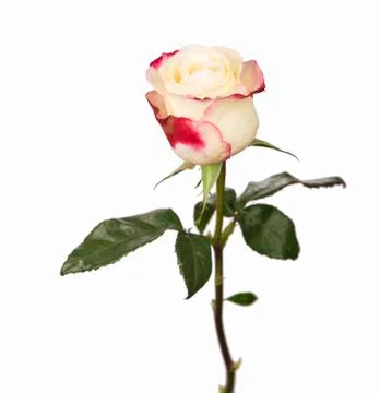 White rose Stock Photos