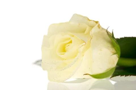 White rose Stock Photos