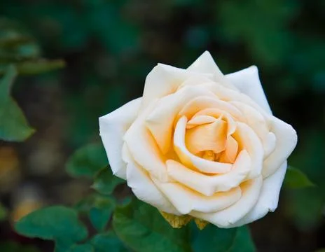 White rose Stock Photos