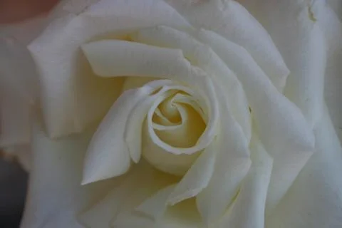 White Rose Stock Photos