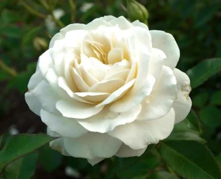 White rose Stock Photos