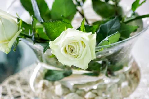 White rose Stock Photos