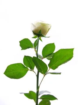 White rose Stock Photos