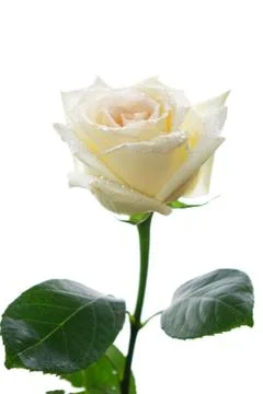 White rose Stock Photos