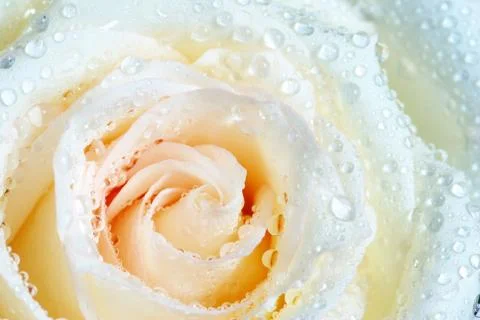 White rose Stock Photos