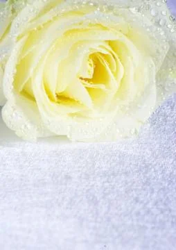 White rose Foto stock