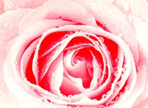 White rose Stock-Fotos