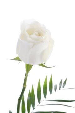 White rose Stock Photos