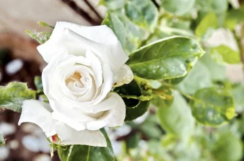 White rose Stock Photos