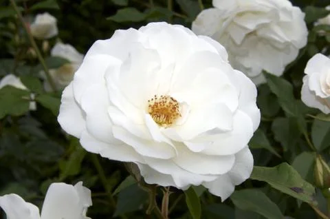 White rose Stock Photos