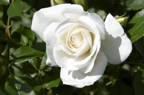 White rose Stock Photos