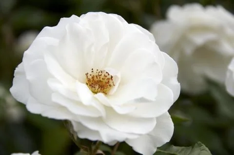 White Rose Stock Photos