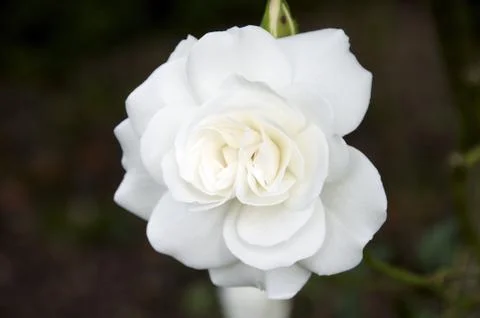 White Rose Stock Photos