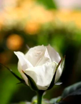 White rose Stock Photos