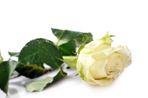 White rose Stock Photos