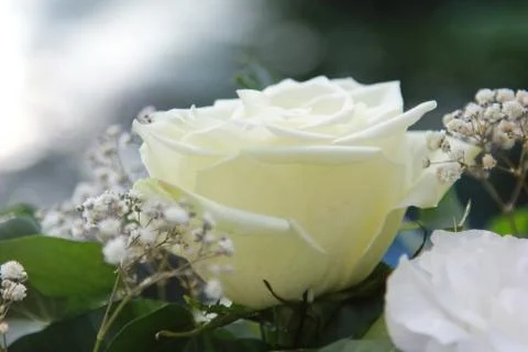White rose Stock Photos
