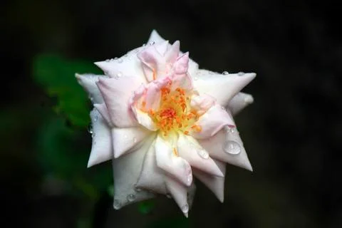 White Rose Stock Photos