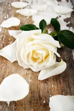 White rose Foto stock