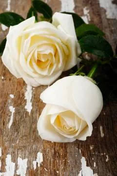 White rose Stock Photos