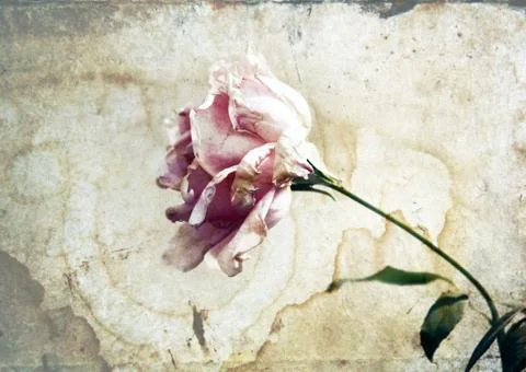 White rose Stock Photos