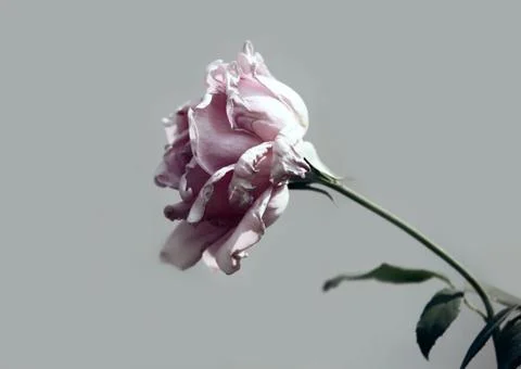 White rose Stock Photos