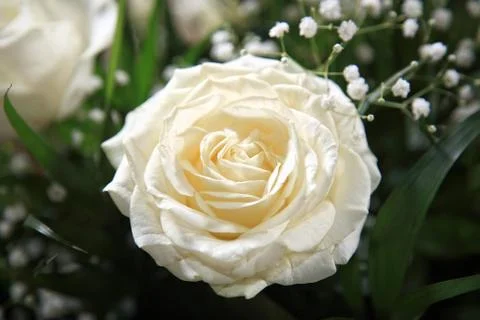 White rose Stock Photos