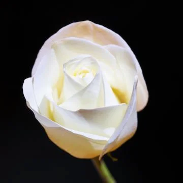 White rose Stock Photos