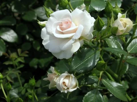 White rose Stock Photos