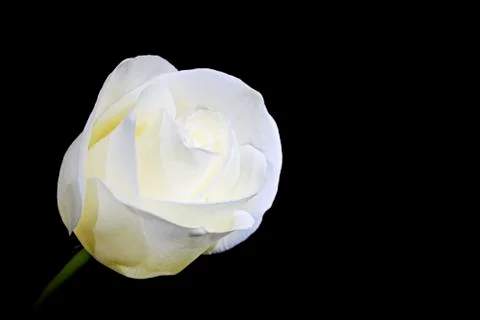 White rose 스톡 사진