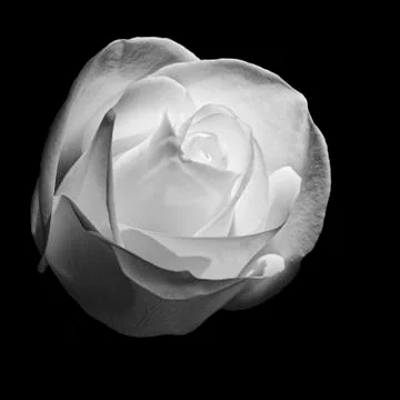 White rose Stock Photos