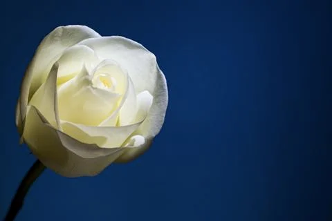 White rose Stock Photos