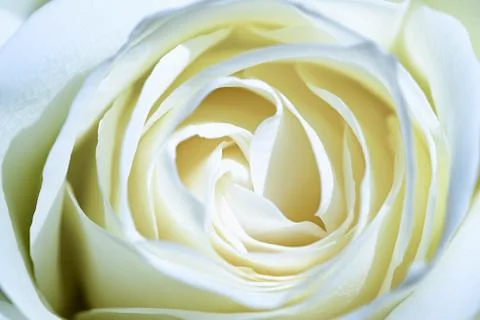 White rose Foto stock