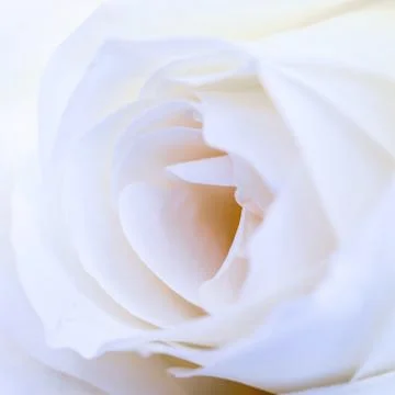 White rose 스톡 사진