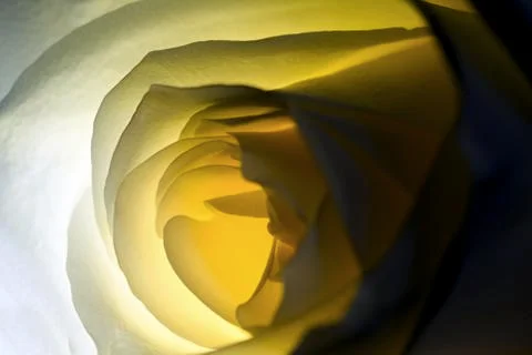 White rose Stock Photos