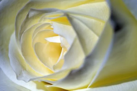 White rose Stock Photos
