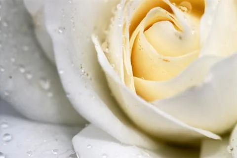 White rose 写真素材