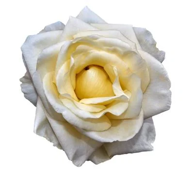 White rose Stock Photos