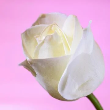 White rose Stock Photos