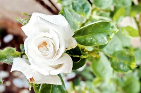 White rose Stock Photos