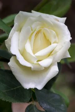 White rose Stock Photos
