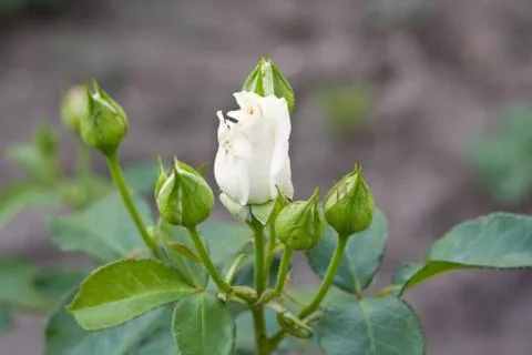 White Rose Stock-Fotos