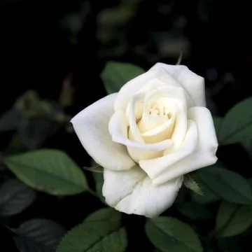 White Rose Stock Photos