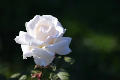 White Rose 库存照片