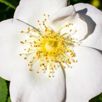 White rose Foto stock