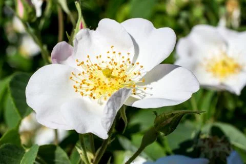 White rose Stock Photos
