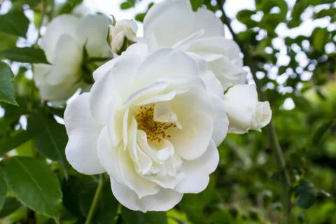 White rose Stock Photos