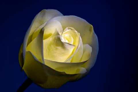 White rose Stock Photos