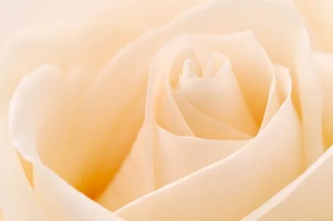 White rose Stock Photos