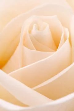 White rose Stock Photos